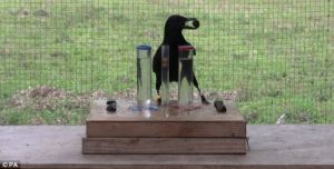 crow scientist